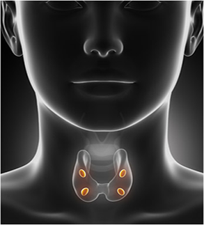 4 Gland Assessment