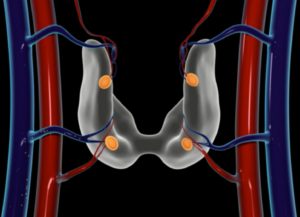 an image of parathyroid glands