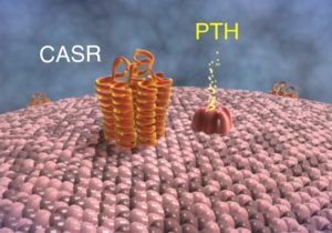 3D illustration of molecular interaction between calcium-sensing receptor (CaSR) and parathyroid hormone (PTH) on a cellular surface.