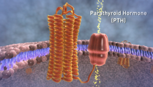 3D illustration of the parathyroid hormone (PTH) interacting with its cellular receptor.