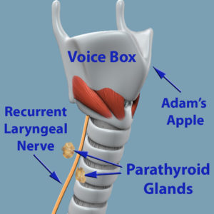 Anatomical illustration of the human neck showing the voice box, Adam's apple, recurrent laryngeal nerve, and parathyroid glands with labeled parts.