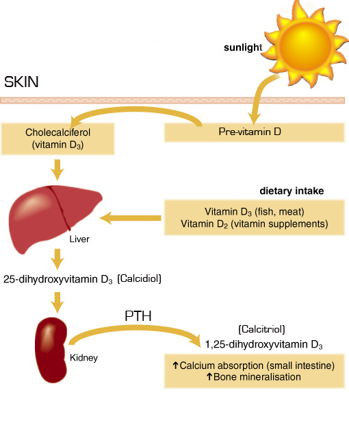 vitamin-d-and-calcium-diagram - Hyperparathyroidism Surgery - Dr. Babak ...