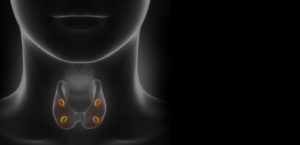 X-ray style visualization of the thyroid and parathyroid glands in the human neck.