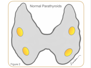 normal parathyroid functioning