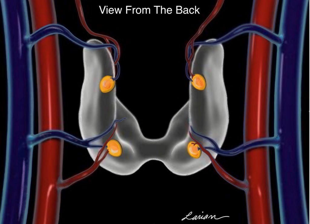 parathyroid anatomy