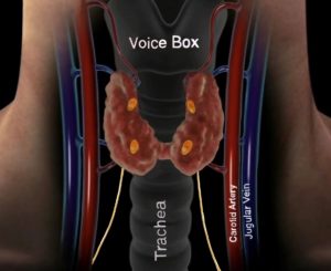 parathyroid anatomy of voice box