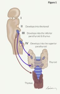 parathyroid development
