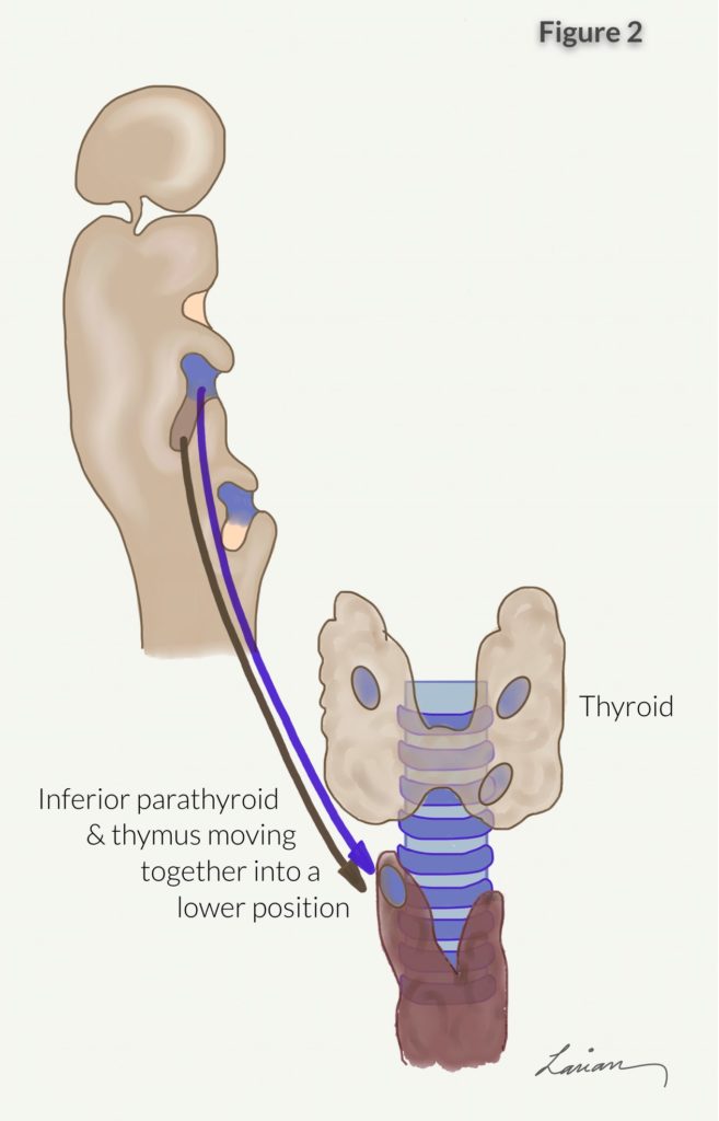 inferior parathyroid