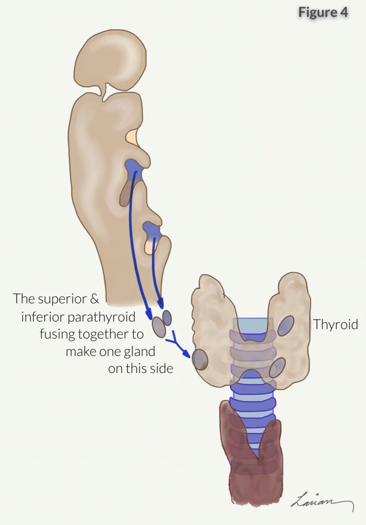 superior and inferior parathyroid