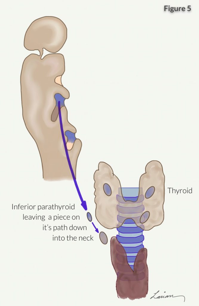 Parathyroid Anatomy Embryology - Hyperparathyroidism | Dr. Larian