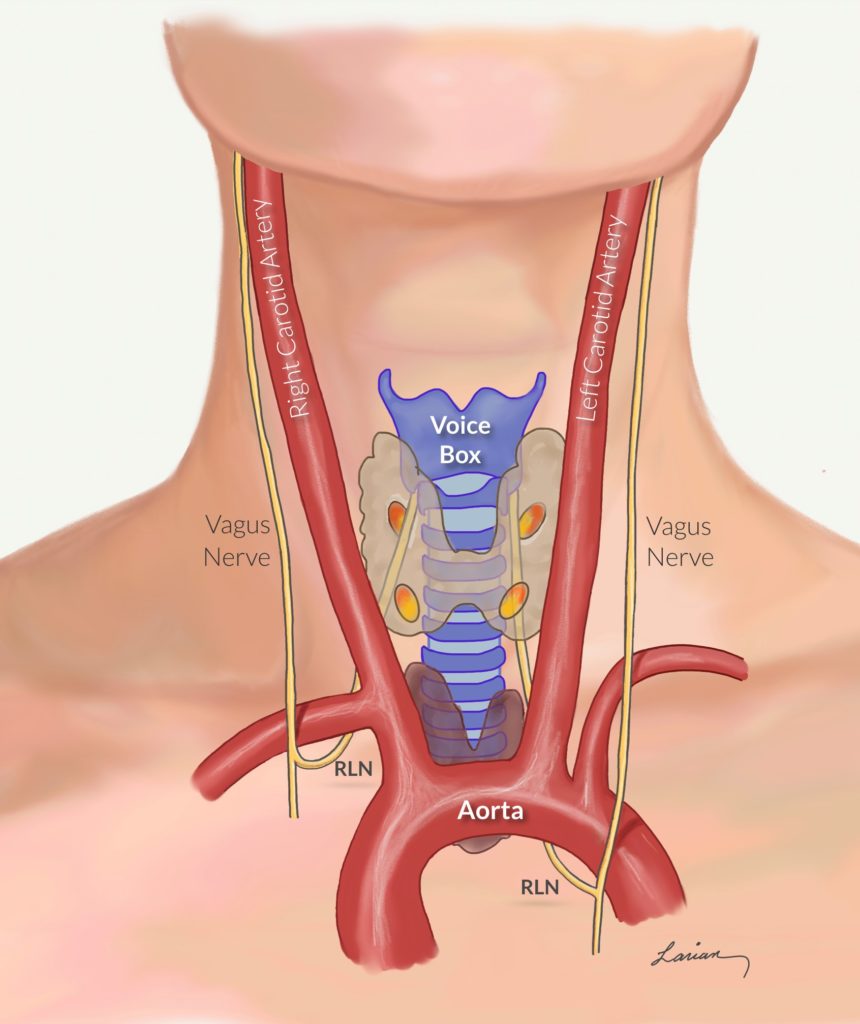 voice box anatomy diagram