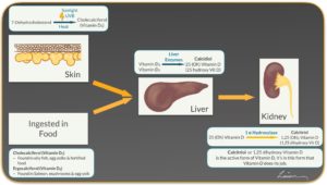 diagram of vitamin d, the skin, liver, and kidney