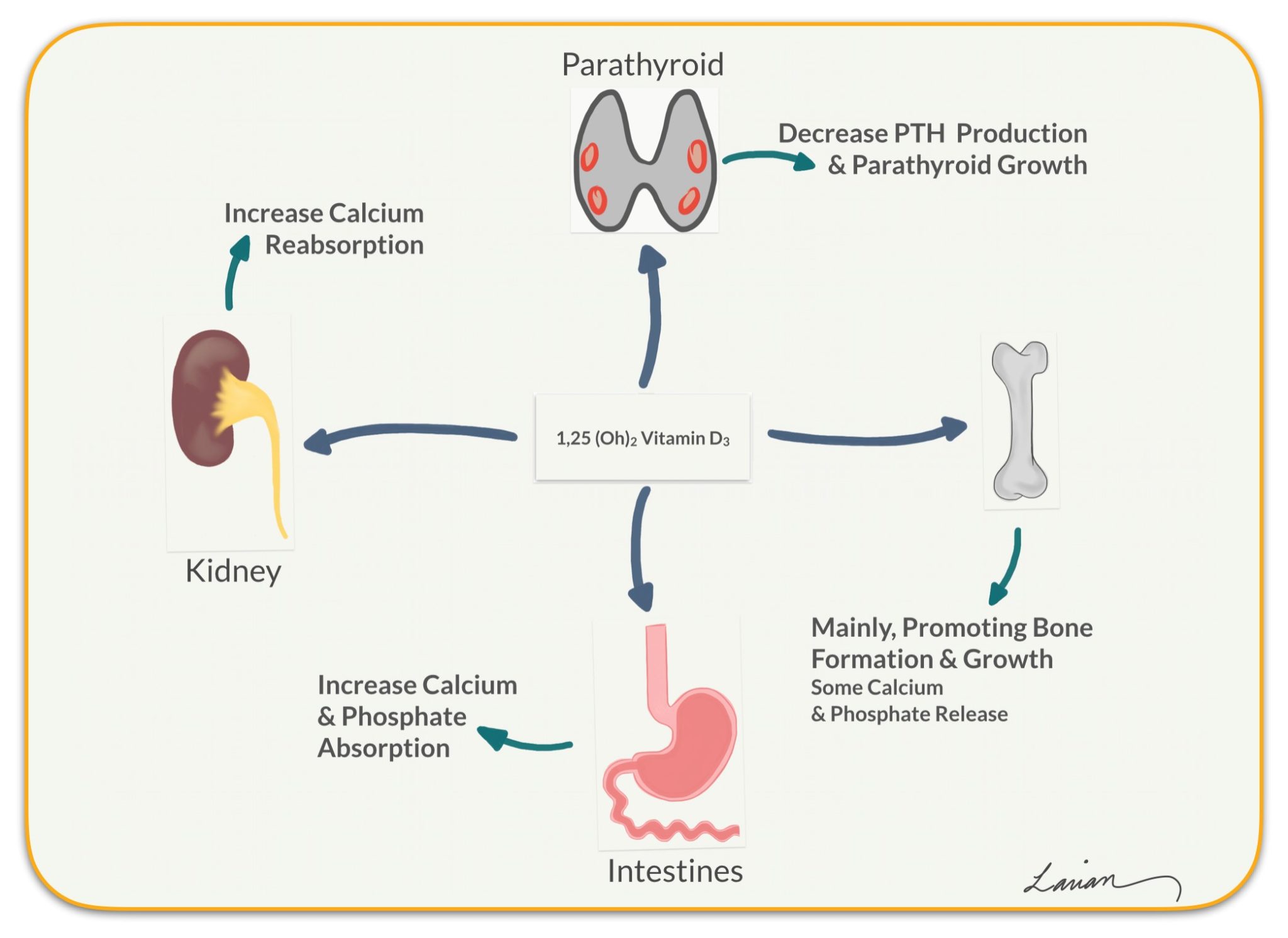 Vitamin D image 1 Hyperparathyroidism Surgery Dr Babak Larian