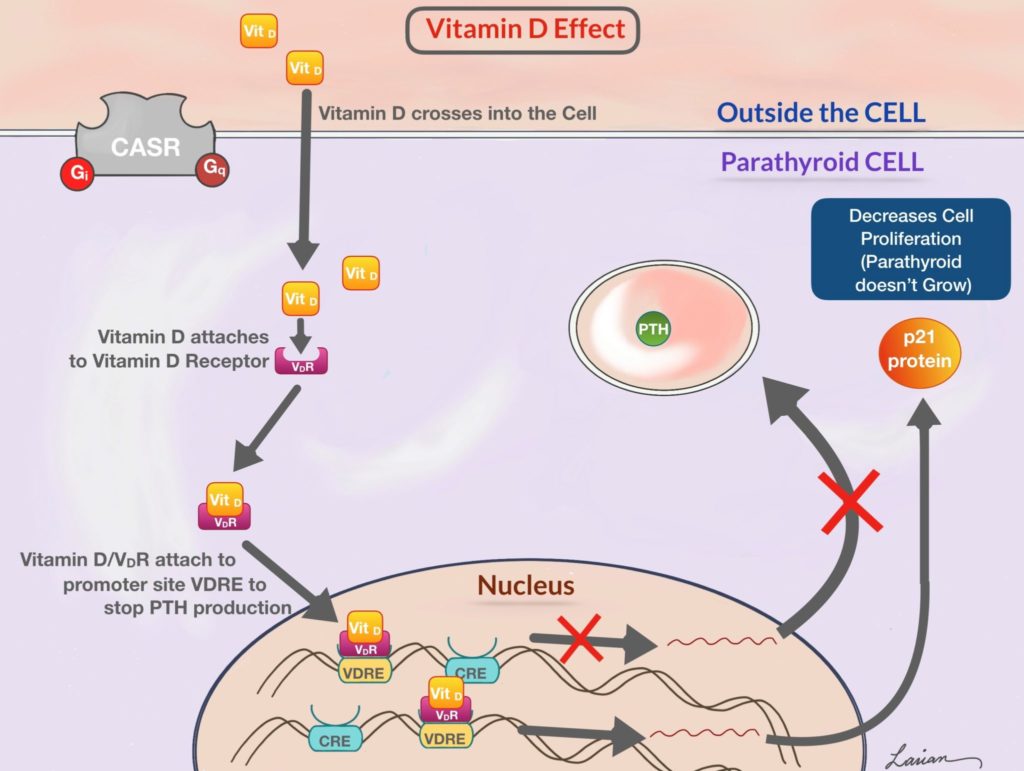 diagram of vitamin d crossing the cell
