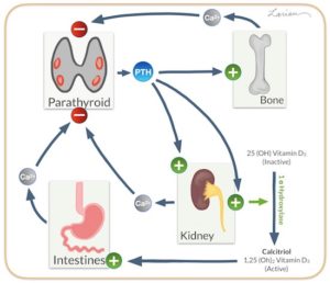 Diagram illustrating the physiological process of calcium regulation involving the parathyroid glands, bones, kidneys, and intestines.