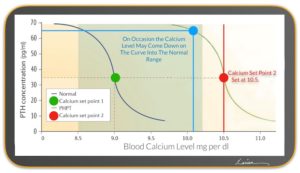 Graph illustrating the relationship between PTH concentration and blood calcium levels, with set points indicating normal and hyperparathyroidism conditions.