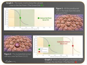 Composite image featuring two graphs comparing normal and mutated parathyroid cell set points for calcium regulation, and a visual representation of parathyroid cells with set points.