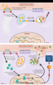 Two detailed diagrams illustrating cellular mechanisms in parathyroid cells responding to high and low calcium levels.