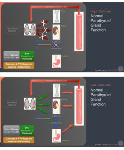 Two diagrams illustrating the regulation of blood calcium levels by the parathyroid gland under conditions of high and low calcium.