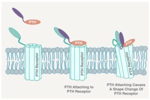 pth attaching to parathyroid receptor