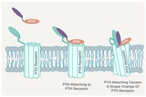 Illustration of PTH hormone attaching to a cell receptor and causing a shape change.