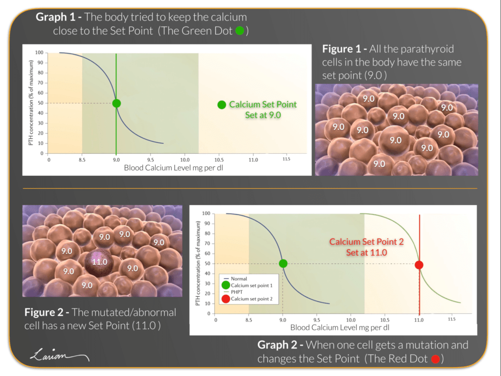 Parathyroid Cell Mutation and Blood Calcium Graph