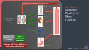 Diagram illustrating the mechanism of high calcium abnormal parathyroid gland function where PTH production increases despite high calcium levels.