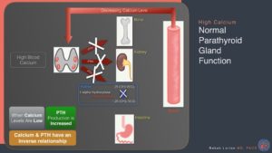 Diagram explaining the regulation of high blood calcium levels by normal parathyroid gland function.