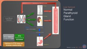 Diagram explaining the regulation of calcium levels by parathyroid hormone in normal parathyroid gland function.