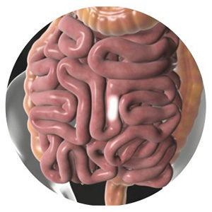 Illustration of human intestinal tract within a circular frame.