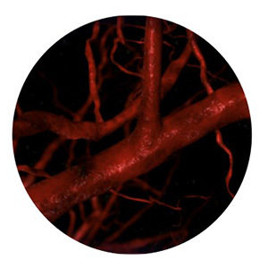 Microscopic view of blood vessels.