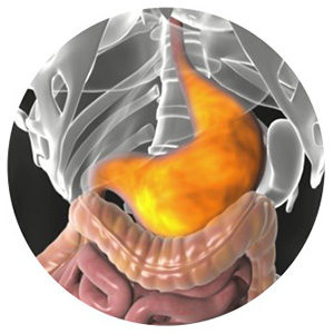 Illustration of human digestive system highlighting stomach anatomy.