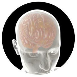 Transparent human head with visible brain against a black background.