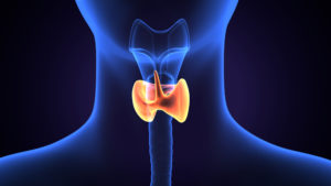 Digital illustration of human thyroid and parathyroid glands in the neck.