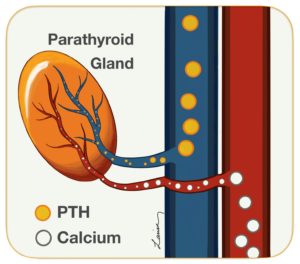 Diagram of parathyroid gland