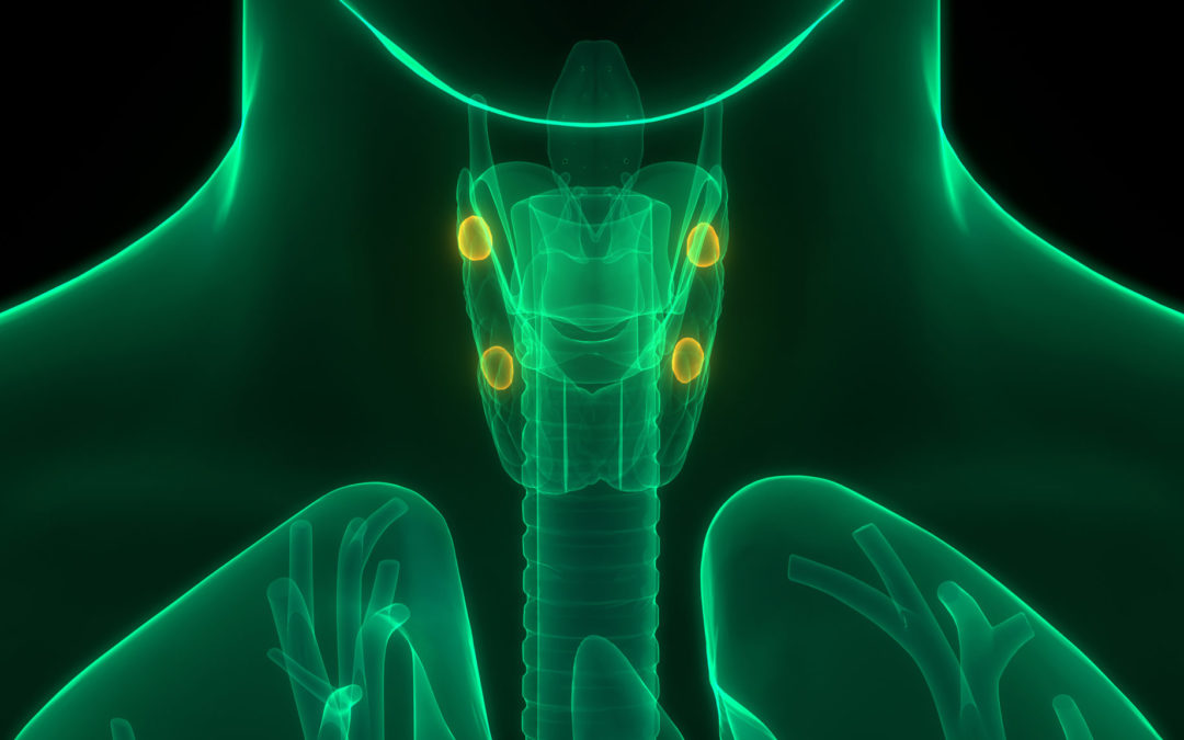 animation of parathyroid glands in human body