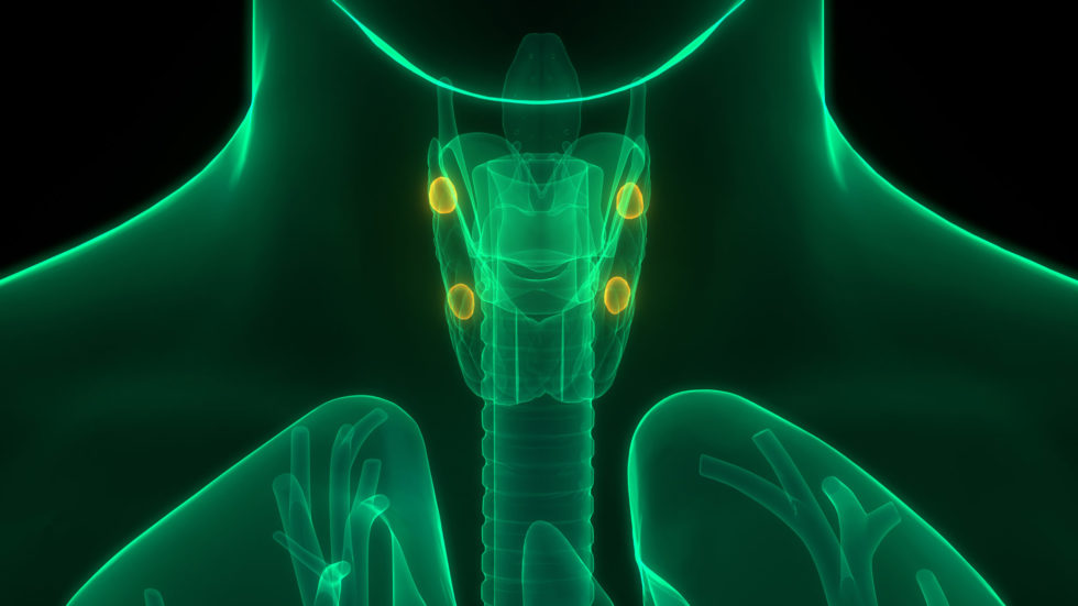 animation of parathyroid glands in human body