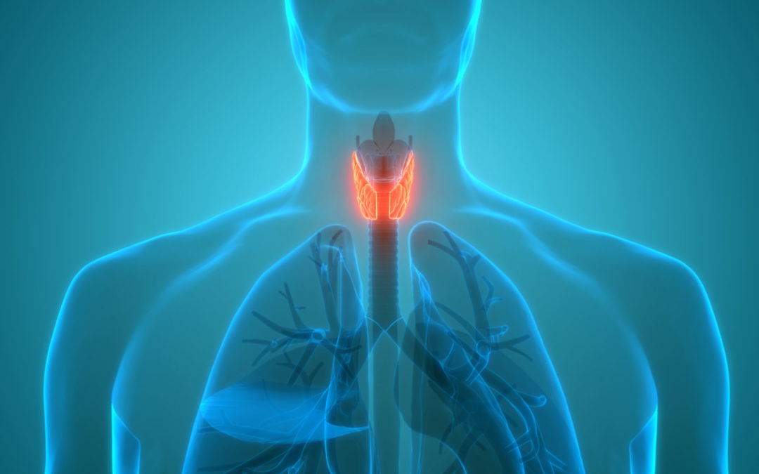 Illustration of human anatomy highlighting the thyroid gland in the neck.