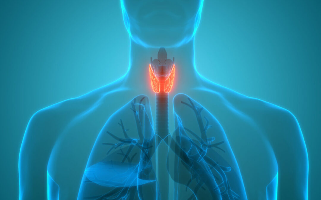 Animation of thyroid and parathyroid - Hyperparathyroidism Surgery - Dr.  Babak Larian