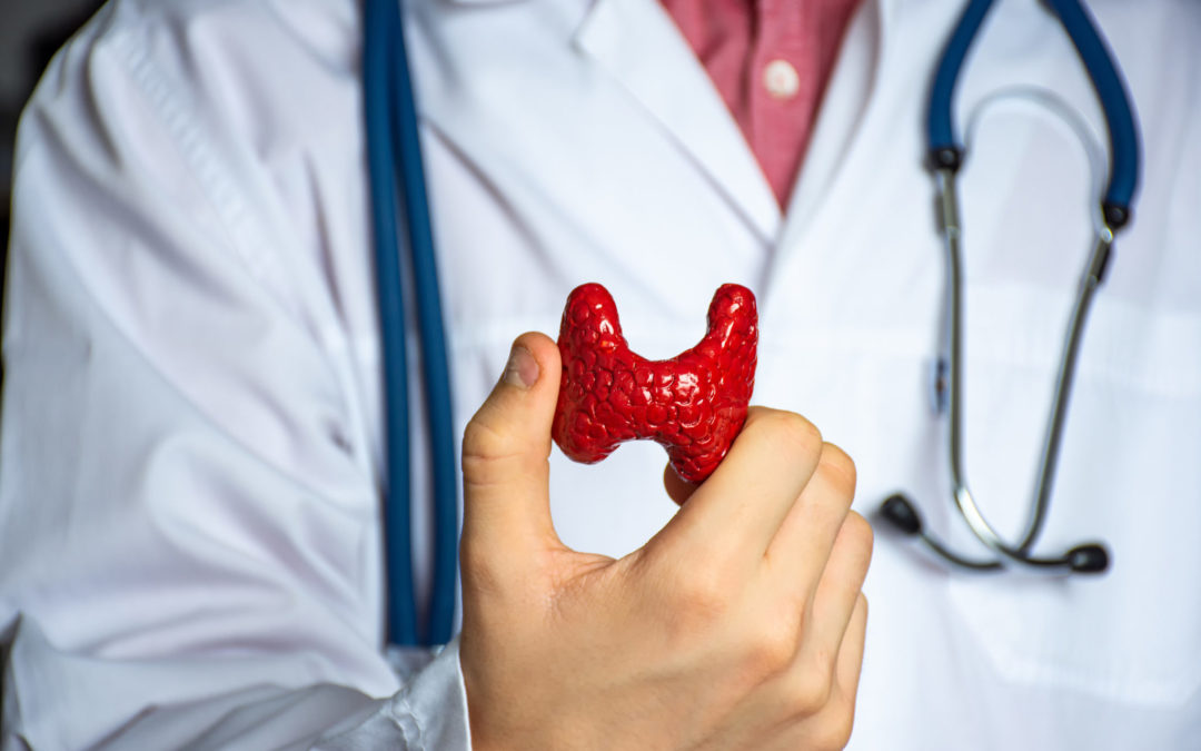 Doctor holding a model of a thyroid gland in front of a white lab coat with a stethoscope.