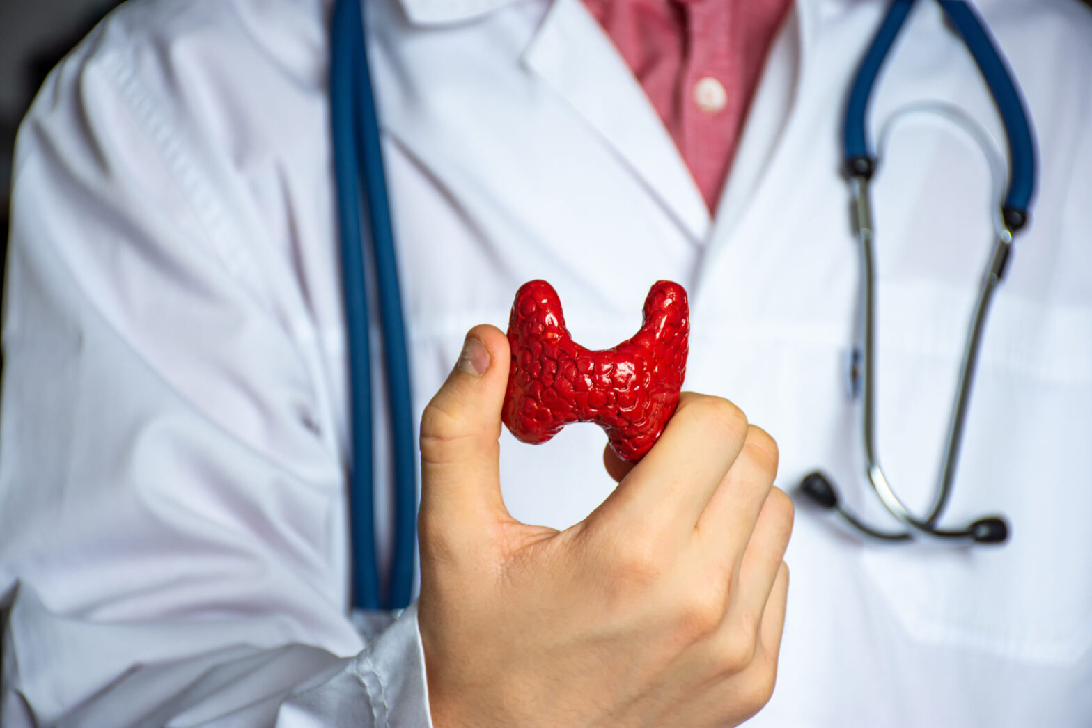 Doctor holding a model of a thyroid gland in front of a white lab coat with a stethoscope.