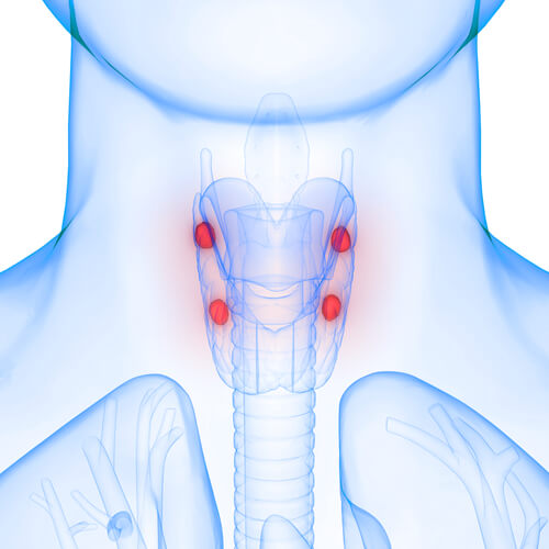 3D Human Body Glands Parathyroid Glands Anatomy