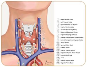 Anatomical illustration of the human neck showing the thyroid gland, parathyroids, trachea, larynx, and associated arteries, veins, and nerves with labeled parts.