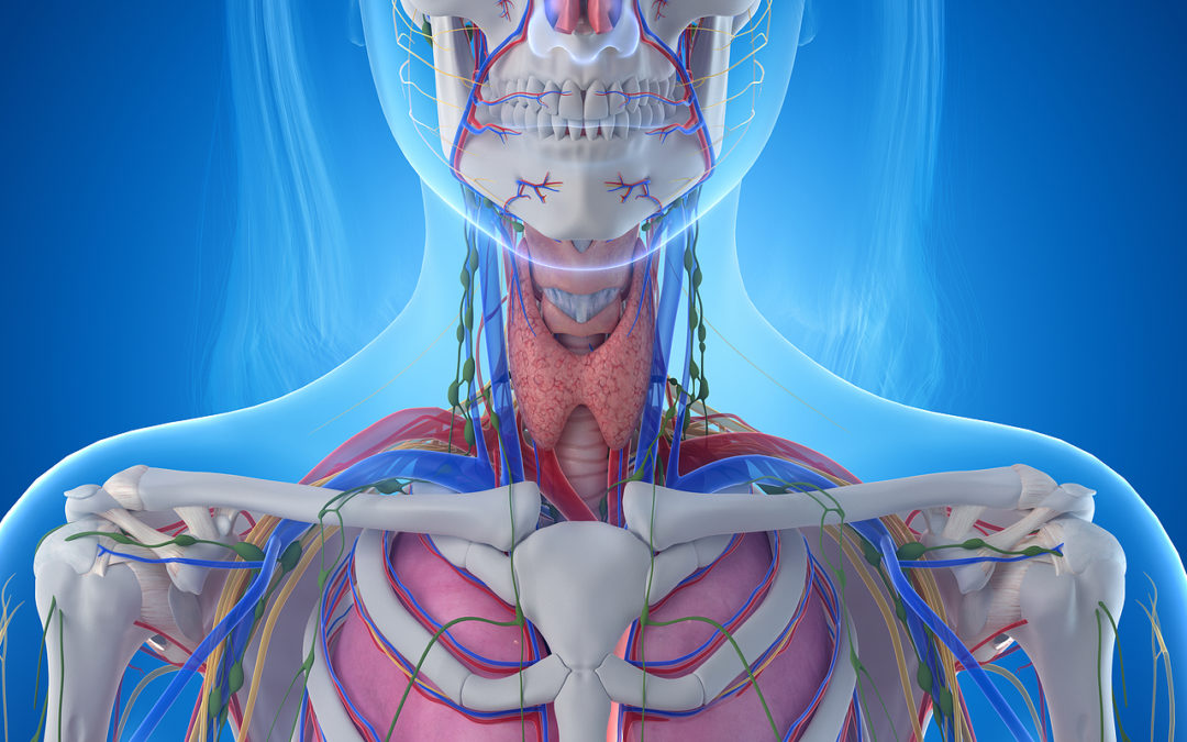 An In-Depth Look at the Anatomy of the Throat and Neck