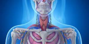 Detailed anatomical illustration of the human neck and upper torso with transparent skin showing muscles, glands, and blood vessels.