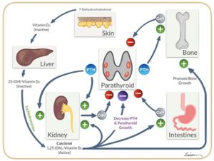 Diagram showing the relationship between vitamin D, parathyroid hormone (PTH), and calcium regulation in the body.