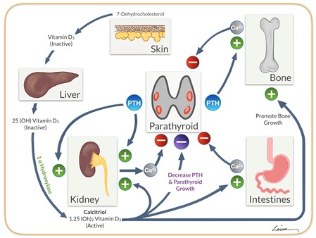 Parathyroid Gland Functuion Figure 1