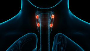 X-ray illustration of human neck with highlighted parathyroid glands.