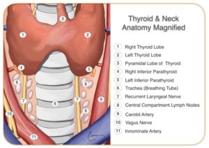 Illustrated diagram of the thyroid and neck anatomy with labeled structures.