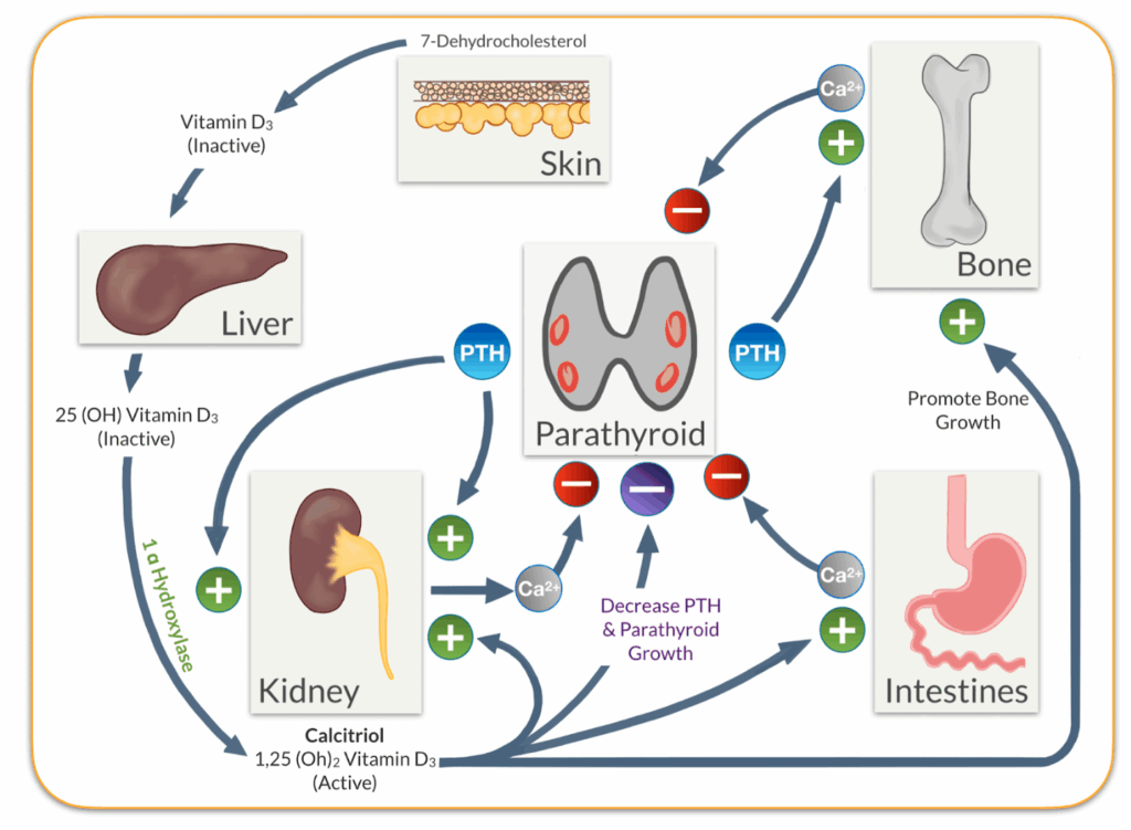 Diagram showing the activation of vitamin D and calcium regulation in the body, involving the skin, liver, kidneys, parathyroid, bones, and intestines.